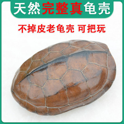 傩湖龟甲天然完整龟壳可把玩