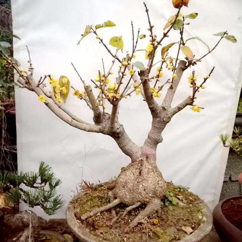 腊梅盆景树桩腊梅树苗腊梅庭院梅花盆栽地栽素心馨口虎蹄梅花树苗