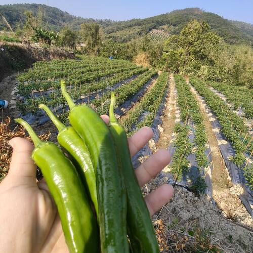新鲜采摘湘研55号辣椒正宗软薄皮农家小炒肉青椒微中辣软皮牛角椒