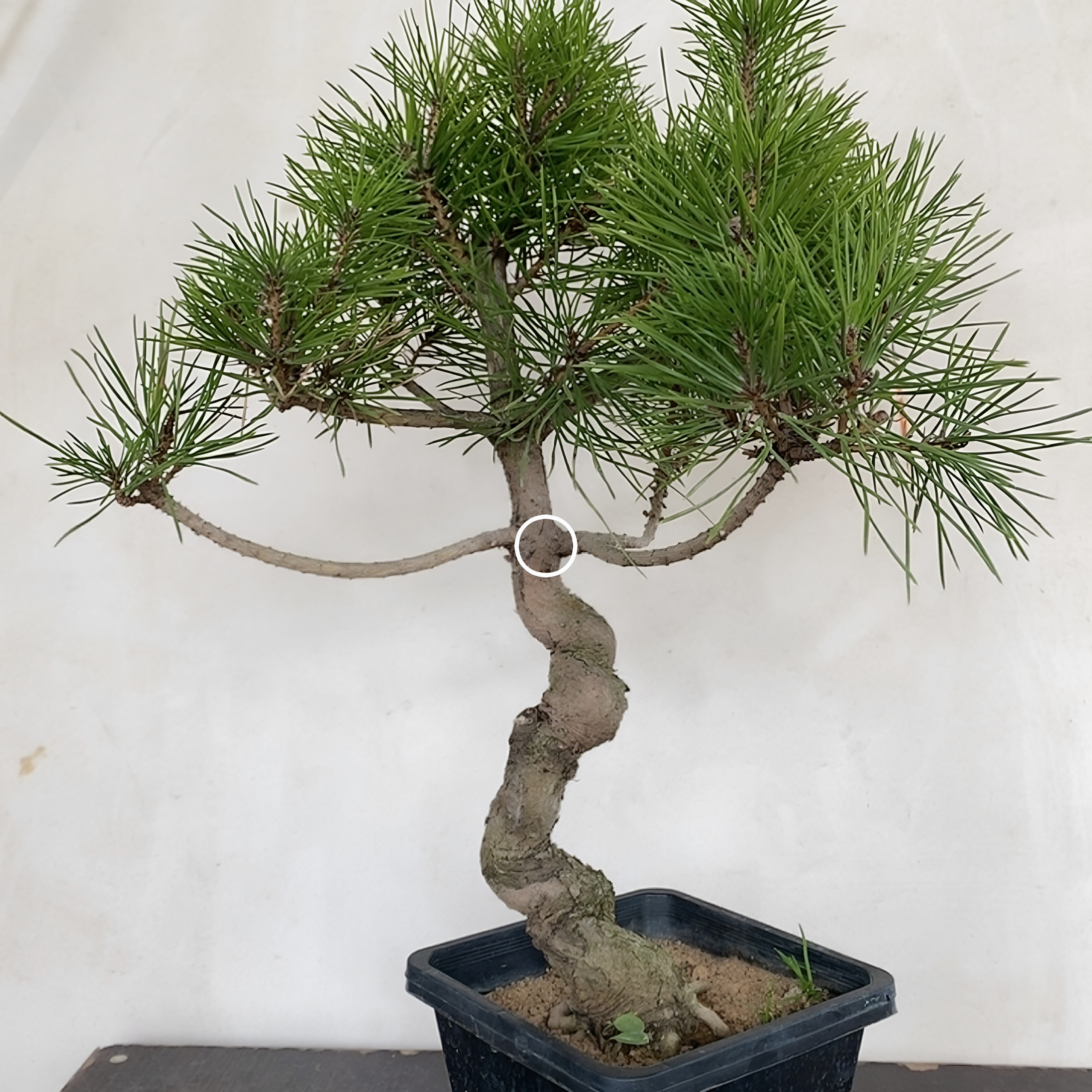 一物一拍实物拍摄三河黑松盆景老桩造型盆景五针松明星金针大阪松