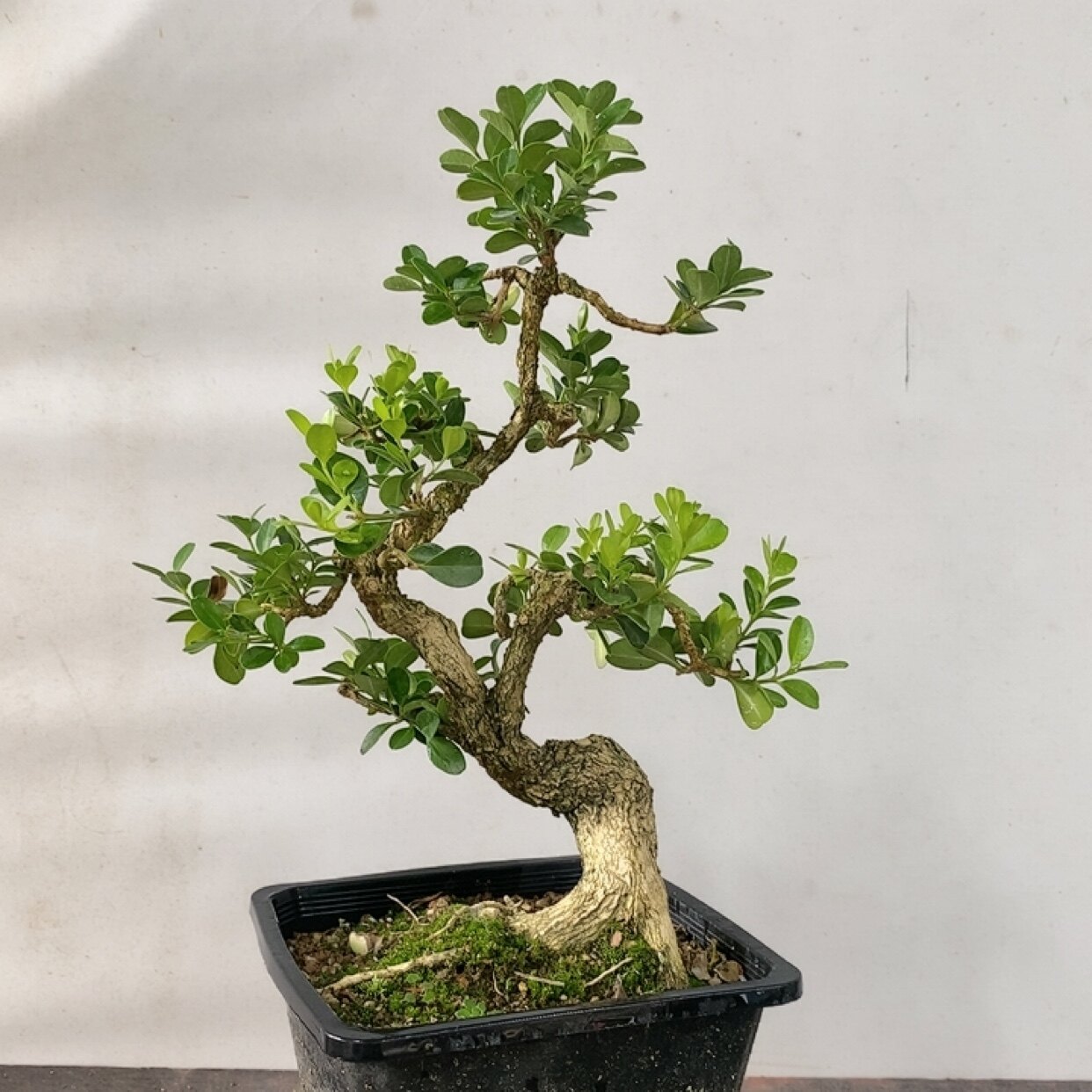 实物拍照一物一拍瓜子白皮黄杨盆景老桩盆栽庭院阳台四季常青植物