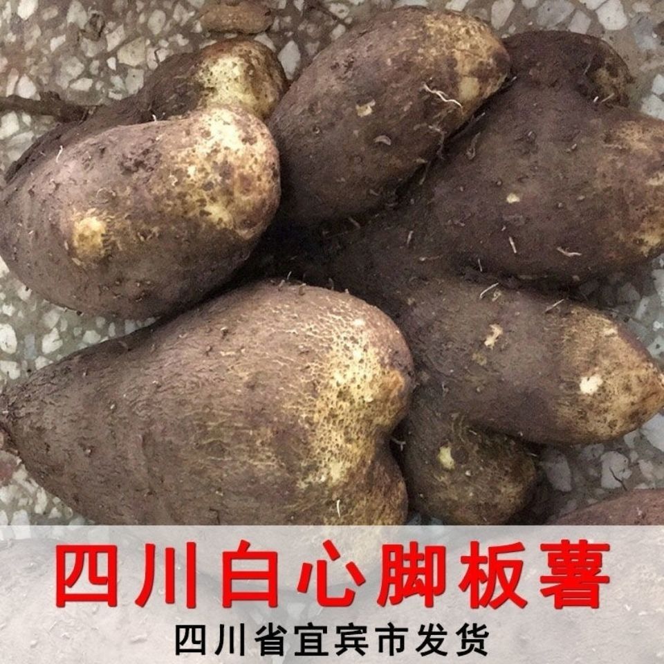 四川特产农家种植脚板薯大薯 白薯 淮山药切苕 现挖现发五斤 包邮