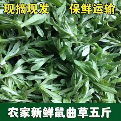 鼠曲草现摘清明草新鲜田艾佛耳粑粑青团材料采摘佛耳草绵丝