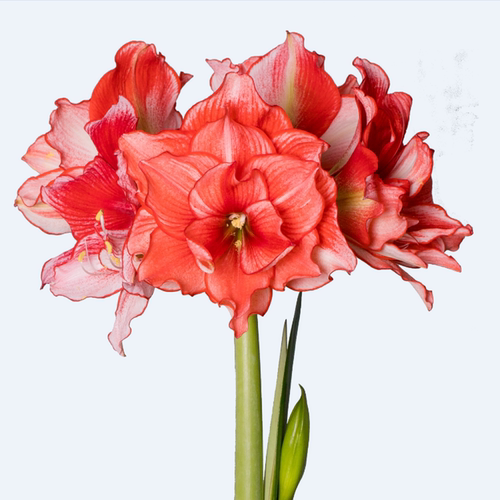 朱顶红阳台庭院秋冬春开花美观
