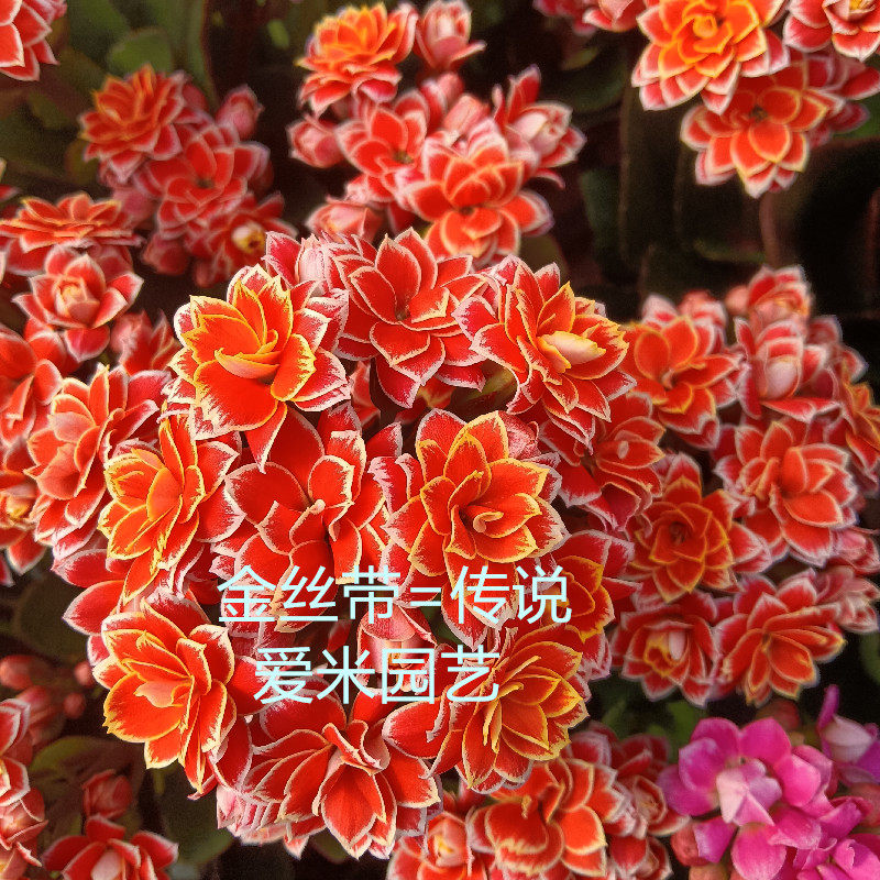 爱米园艺长寿花重瓣带花苞M6-传奇-流金岁月嘉年华-金丝带-传说