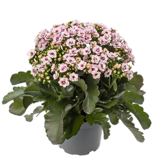 爱米园艺长寿花重瓣稀有对版蟠桃金丝带奶油维罗纳荣耀烟花小苗