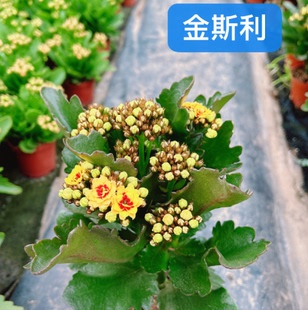 爱米园艺长寿花重瓣盆栽绿植室内开花花卉带花苞-金斯利