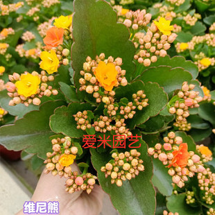 爱米园艺长寿花重瓣盆栽绿植开花花卉带花苞游乐园系列-维尼熊