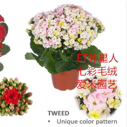 爱米园艺长寿绿植花卉系列新品