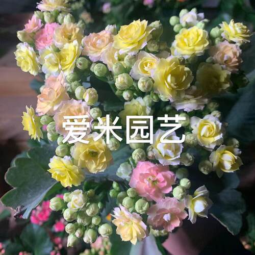 爱米园艺重瓣长寿花成品复色