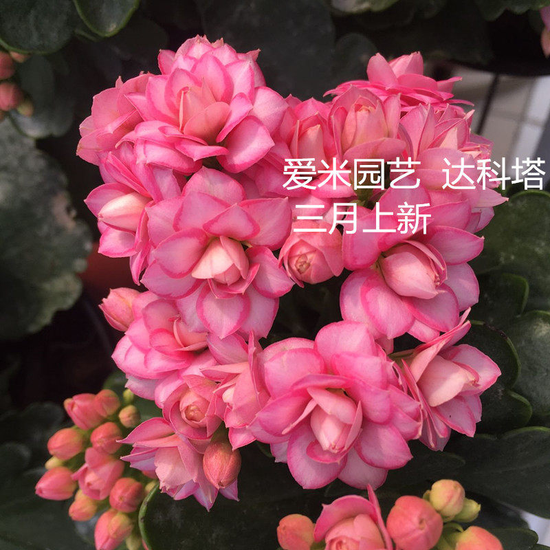 爱米园艺长寿花进口重瓣盆栽绿植花卉花复色玛格丽特-达科塔