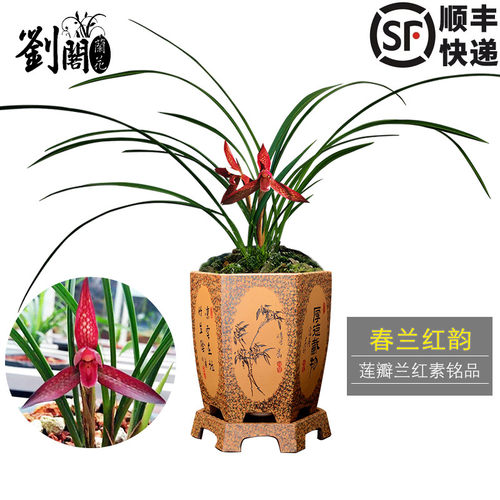 刘阁兰花高档春兰铭品红韵