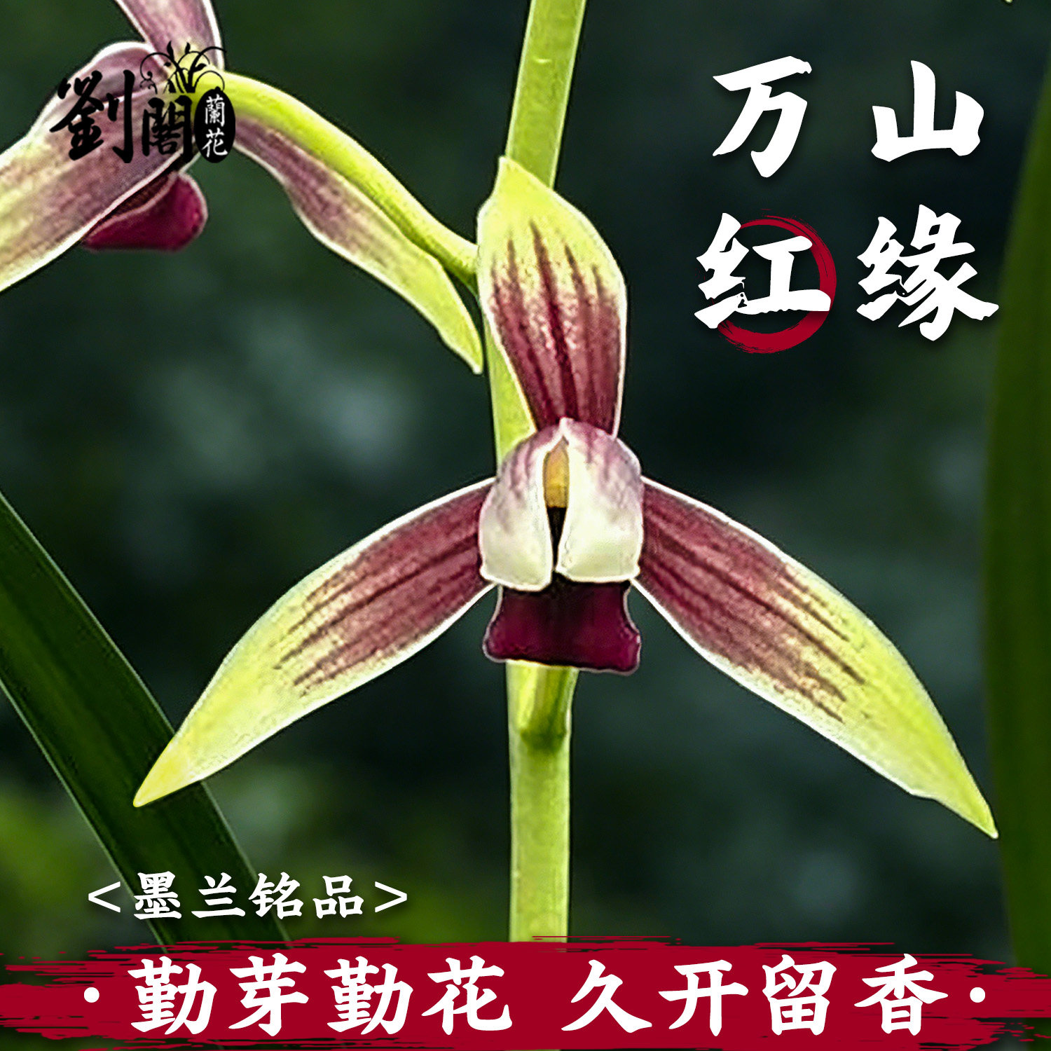 兰花苗秋榜万山红缘浓香花卉