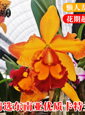 精品东南亚优质卡特兰兰花苗盆栽室内外办公室阳台桌面花卉绿植