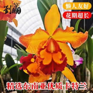 精品东南亚优质卡特兰兰花苗盆栽室内外办公室阳台桌面花卉绿植