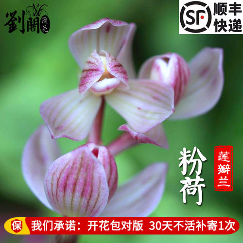 刘阁兰花莲瓣兰名贵兰花合集