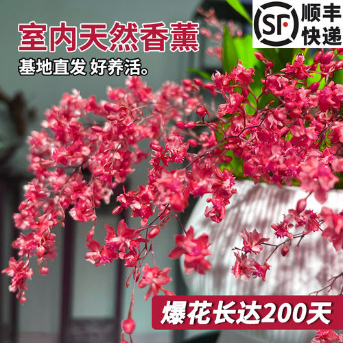 香水跳舞兰盆栽好养花卉