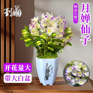 浓香兰花苗 现带花苞出售好养室内绿植盆栽桌面花卉 月婵春石斛兰