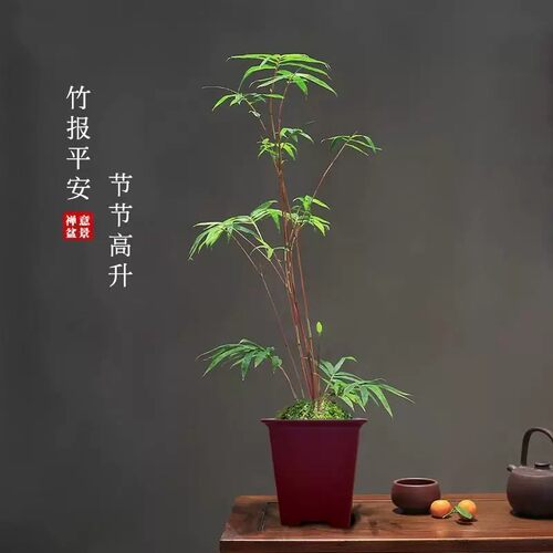 米竹红观音竹室内植物盆栽桌面