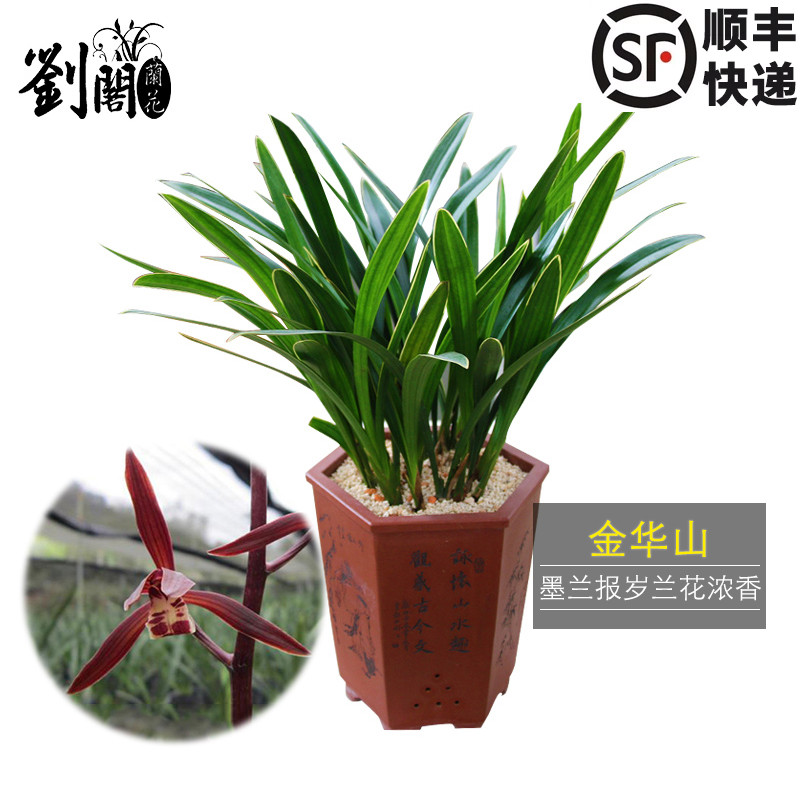 墨兰金华山盆栽年宵花卉