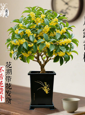 四季桂花盆栽月露香桂浓香型绿植室内花卉老桩阳台庭院植物好养活