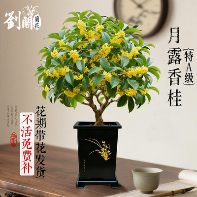 四季桂花盆栽月露香桂浓香好养