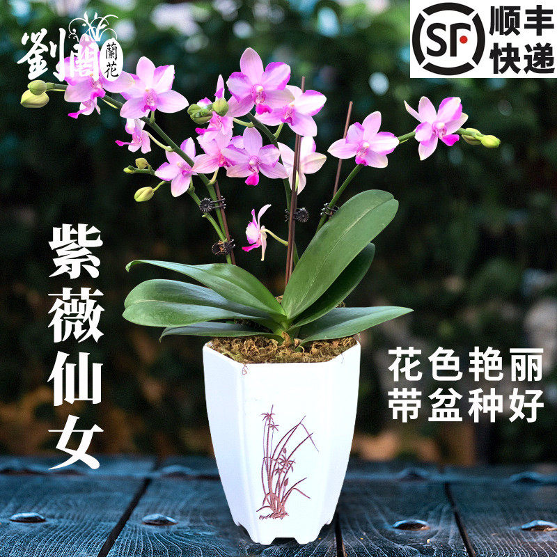 刘阁兰花苗蝴蝶兰现带花苞出售 大型组盆 有香味的兰花卉客厅盆栽
