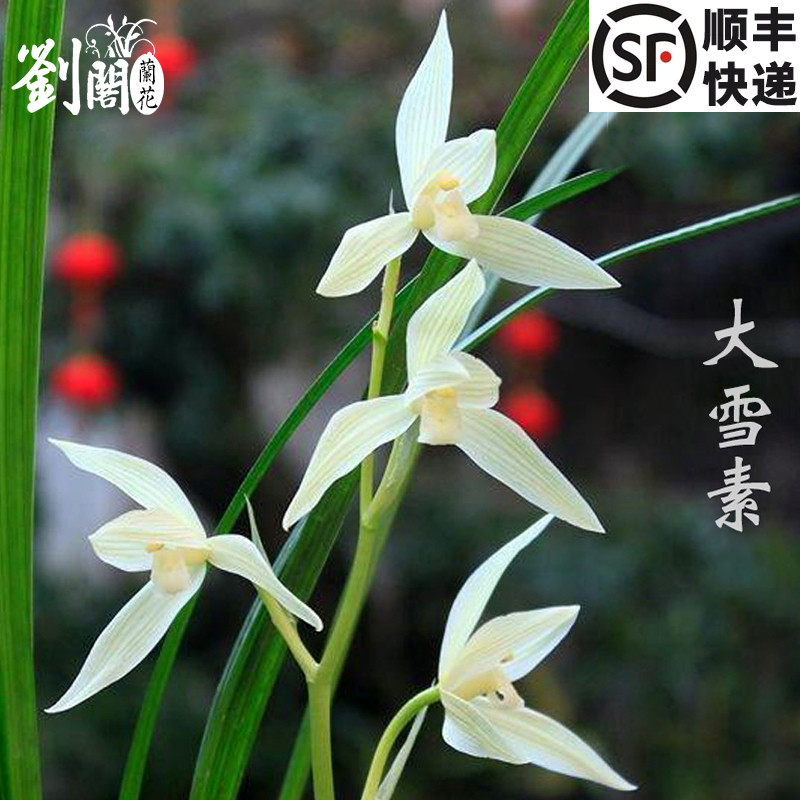 刘阁名品兰花苗盆栽 莲瓣兰【大雪素】浓香室内绿植花卉盆景