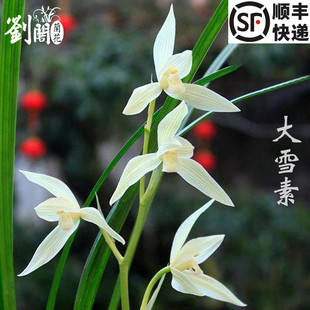 刘阁名品兰花苗盆栽 莲瓣兰【大雪素】浓香室内绿植花卉盆景