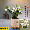 矮种兰花苗 紫云泼墨石斛兰 现带花苞出售室内外阳台花卉绿植盆栽