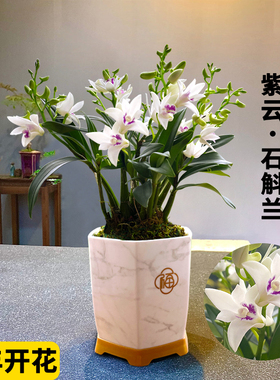 刘阁兰花苗 紫云泼墨石斛兰 现带花苞出售室内外阳台花卉绿植盆栽