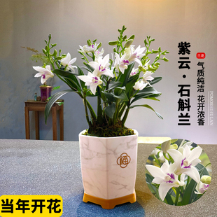 刘阁兰花苗 现带花苞出售室内外阳台花卉绿植盆栽 紫云泼墨石斛兰