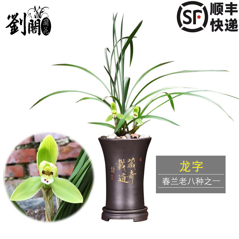 刘阁兰花苗 原生苗老种春兰 龙字 老八种之一冬带花苞出售盆栽