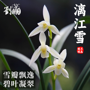 优质兰花苗建兰漓江雪