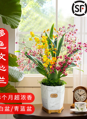 4色香水文心兰冬带超多花苞出售 梦香兰花苗好养花卉绿植室内盆栽