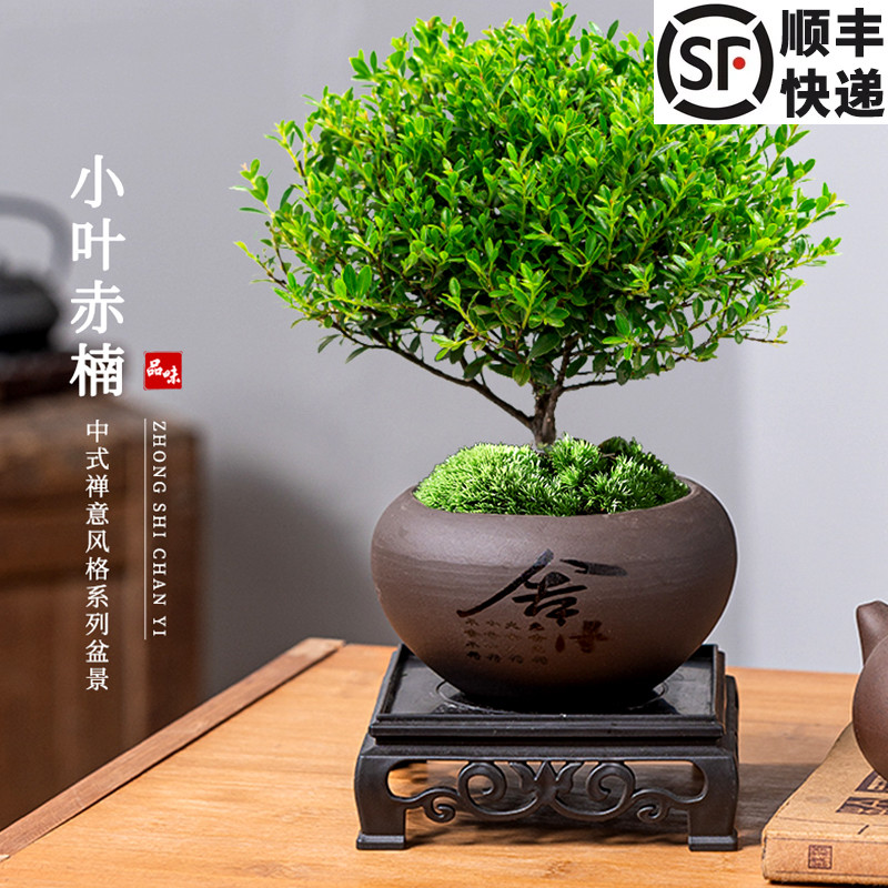 小叶赤楠老桩盆栽迷你植物花卉办公室内桌面小绿植好养四季盆景q