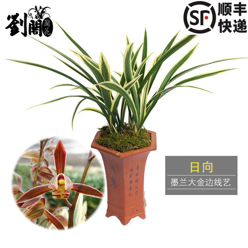 墨兰报岁兰日向大金边线艺
