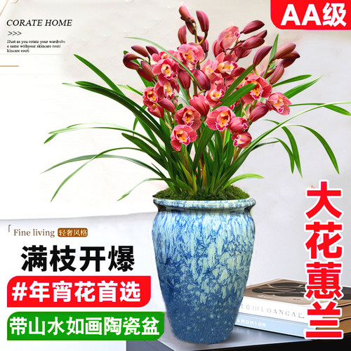 浓香型四季办公室桌面盆栽