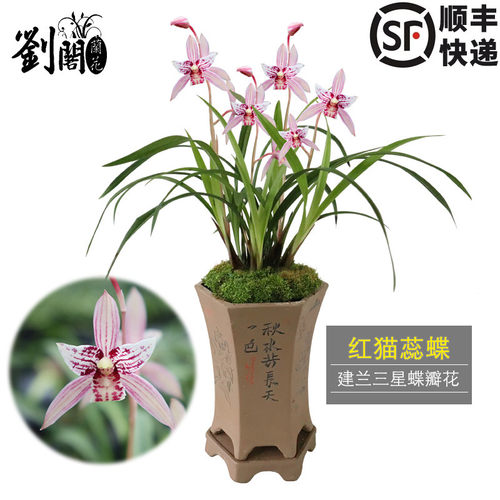 刘阁兰花建兰草本夏秋基地直销