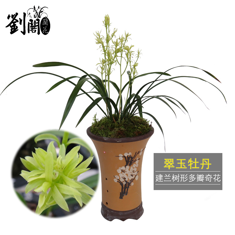 刘阁兰花 建兰传统铭品 翠玉牡丹 夏带花苞出售 四季兰奇花盆景苗