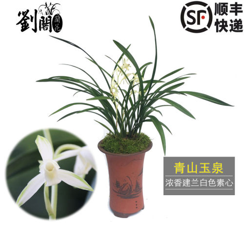 建兰四季好养花卉包邮