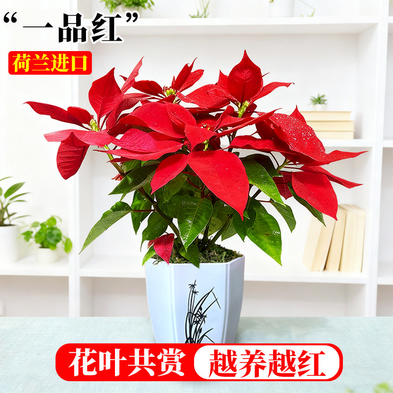 一品红盆栽室内外客厅鲜花绿植圣诞花年宵花阳台庭院植物净化空气,鲜花速递/花卉仿真/绿植园艺,时令草本花卉,淘宝优惠券,粉丝福利购,淘宝优惠卷