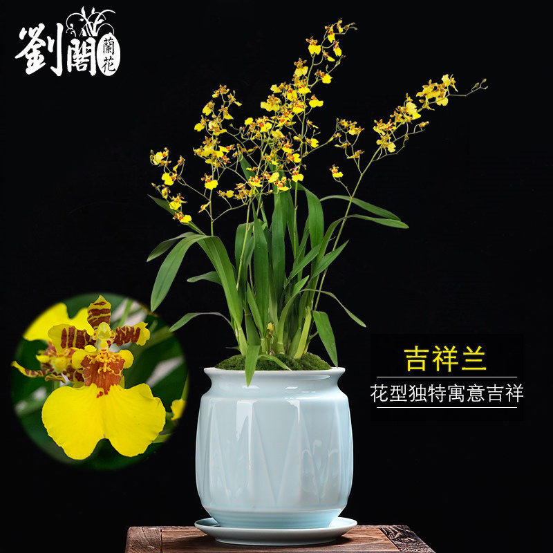 刘阁兰花苗香水文心兰吉祥兰冬带花苞浓香好养室内外绿植花卉盆栽