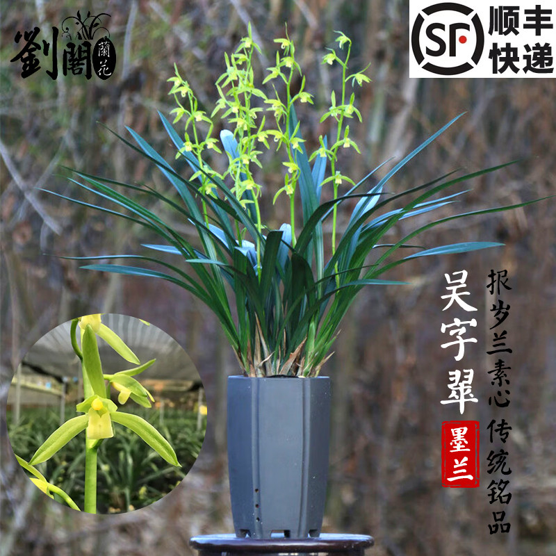 吴字翠墨兰花素心花好养带花出售