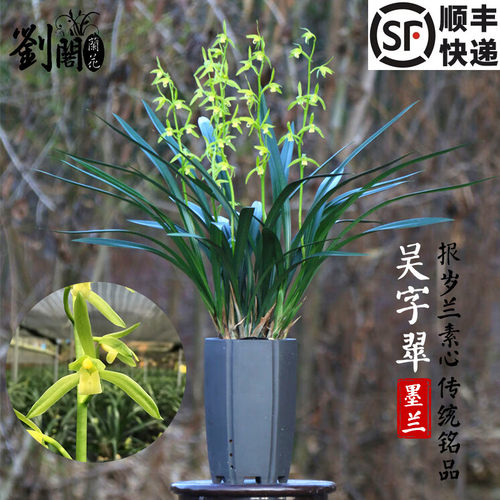 吴字翠墨兰花素心花好养带花出售