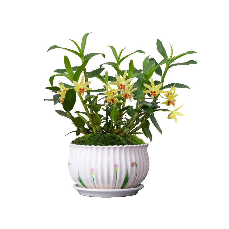 铁皮石斛好养易成活花卉绿植盆栽