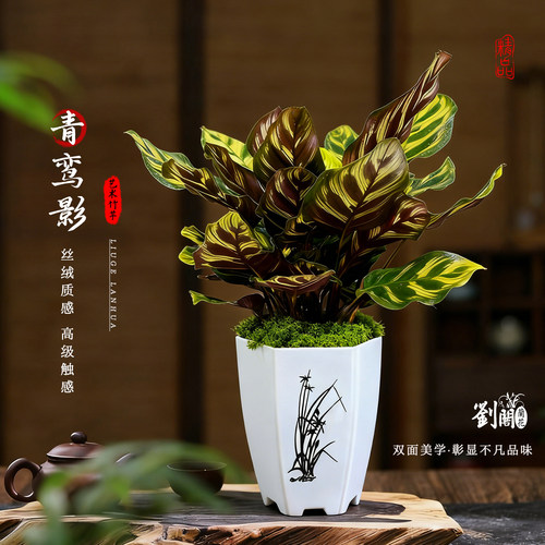 进口精品青鸾影彩叶竹芋净化空气