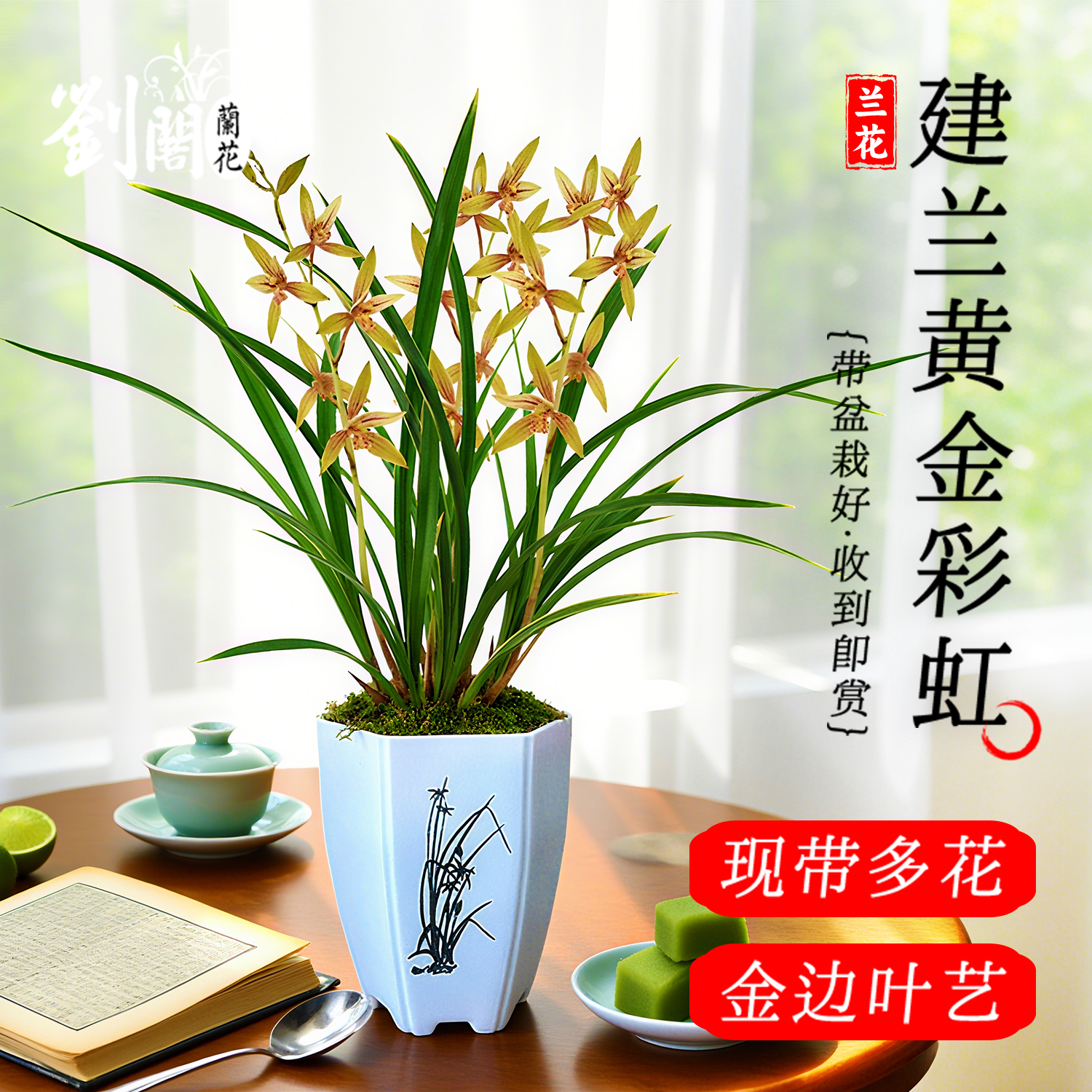 建兰金边现带花苞四季兰盆栽花卉