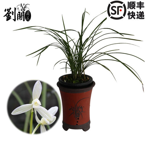 刘阁兰花现带浓香白雪公主