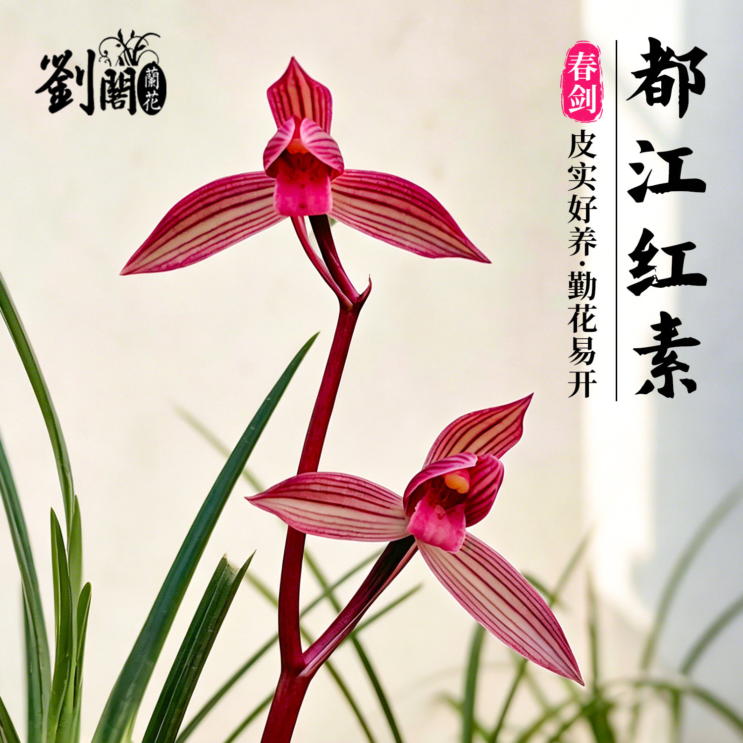 兰花苗春剑都江红素冬带浓香花苞